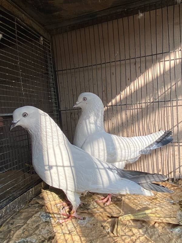 KALDUMA BREEDER PAIR 1