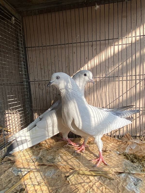 KALDUMA BREEDER PAIR 2