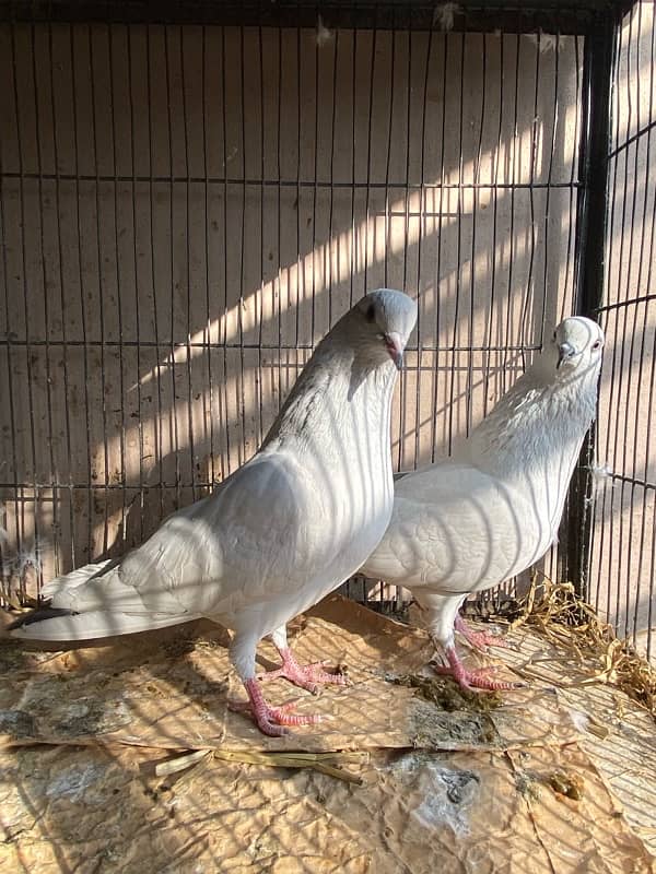 KALDUMA BREEDER PAIR 3