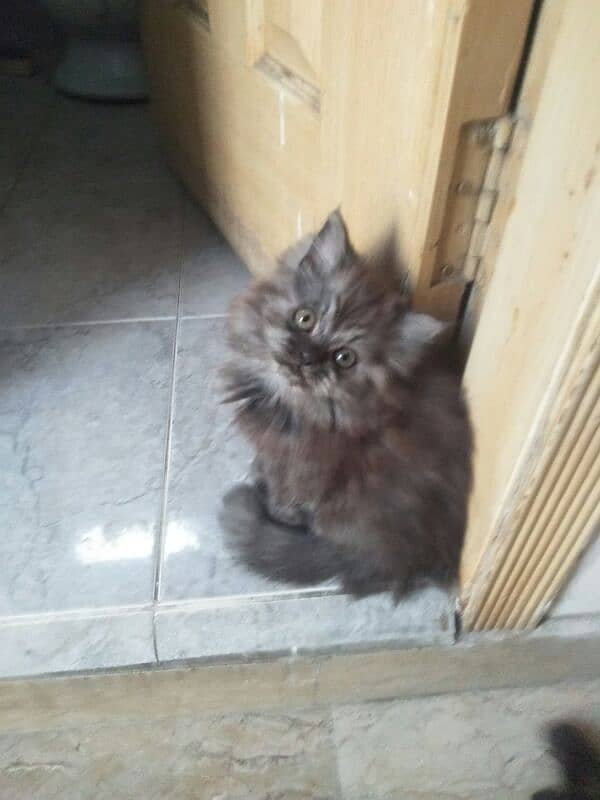 pure persian kitten 3