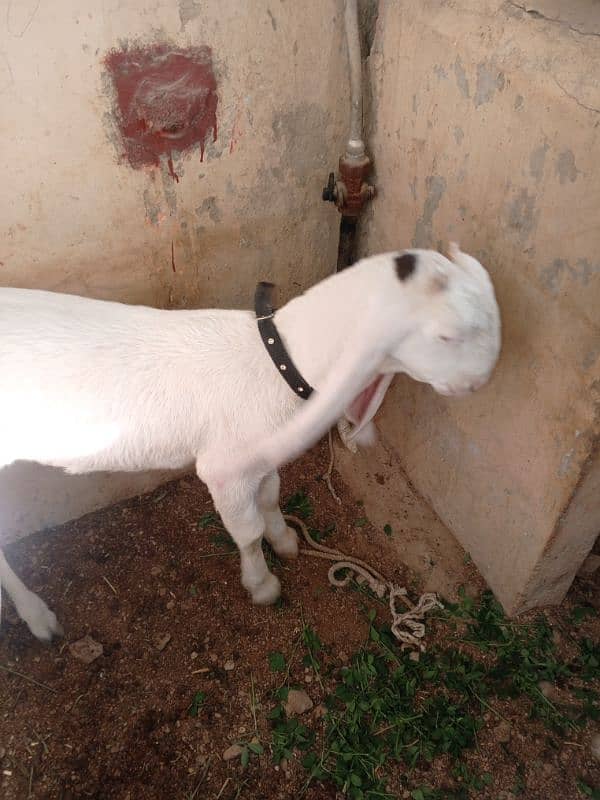 Bakri For Sale 0