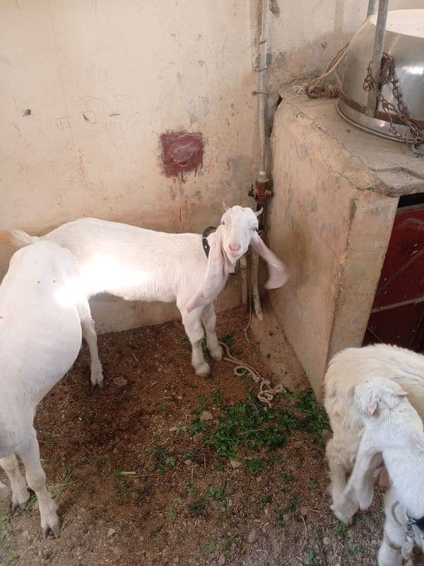 Bakri For Sale 1