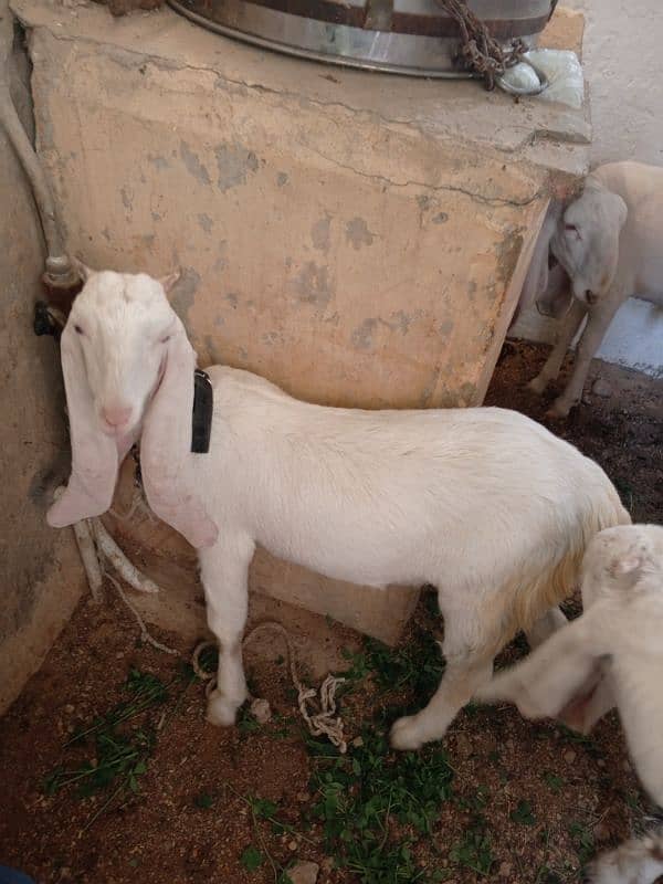 Bakri For Sale 2