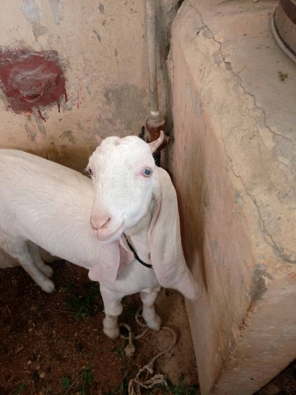 Bakri For Sale 3