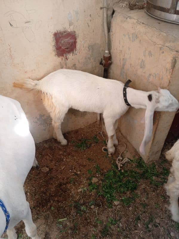 Bakri For Sale 4