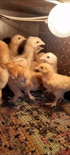 golden heavy buff chicks 03096360200