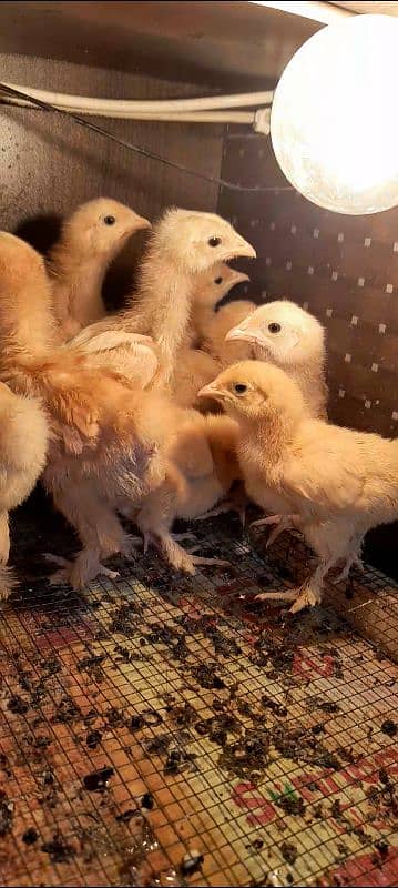 golden heavy buff chicks 03096360200 0