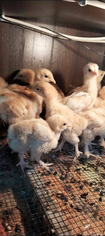 golden heavy buff chicks 03096360200 1