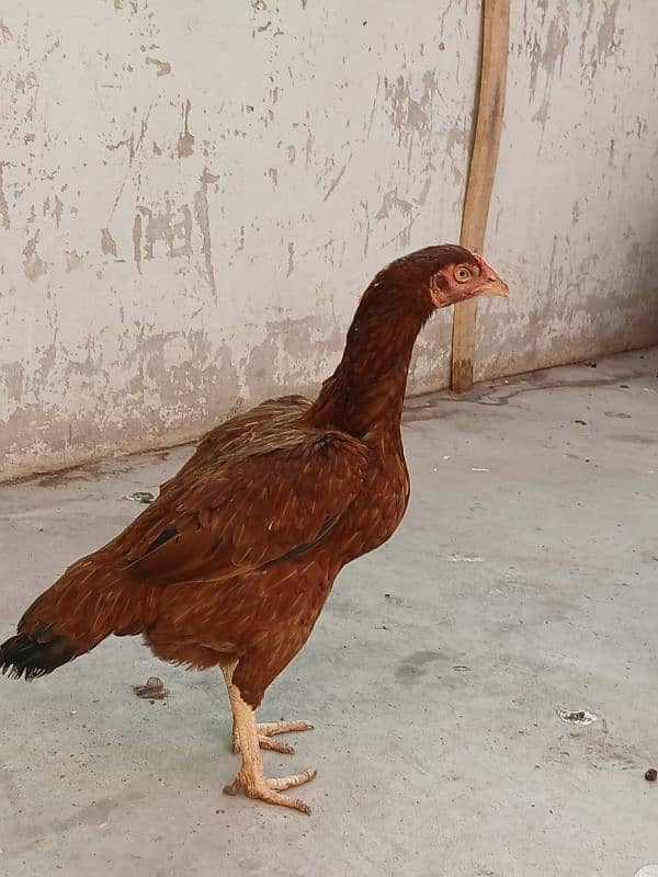 5 female for sale On egg laying asel 6