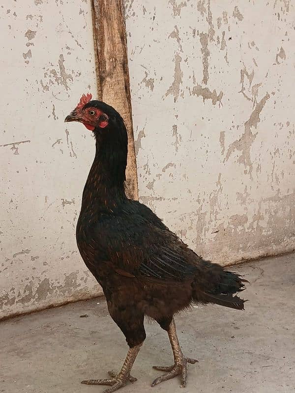 5 female for sale On egg laying asel 7