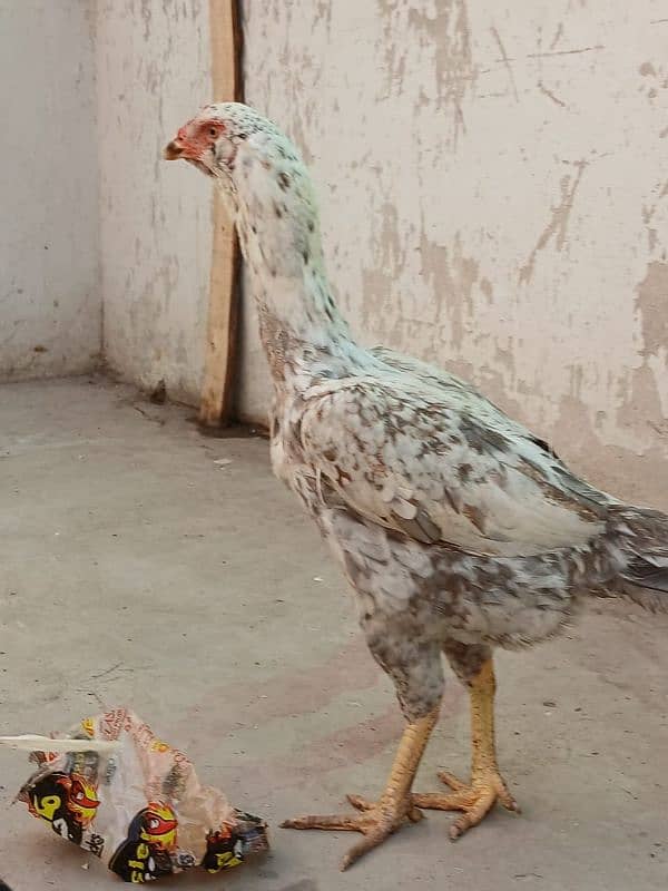 5 female for sale On egg laying asel 8