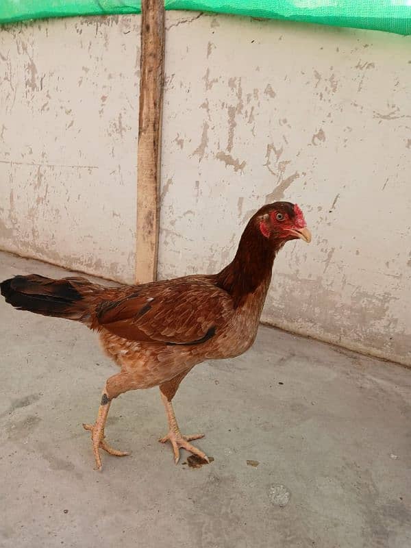 5 female for sale On egg laying asel 9