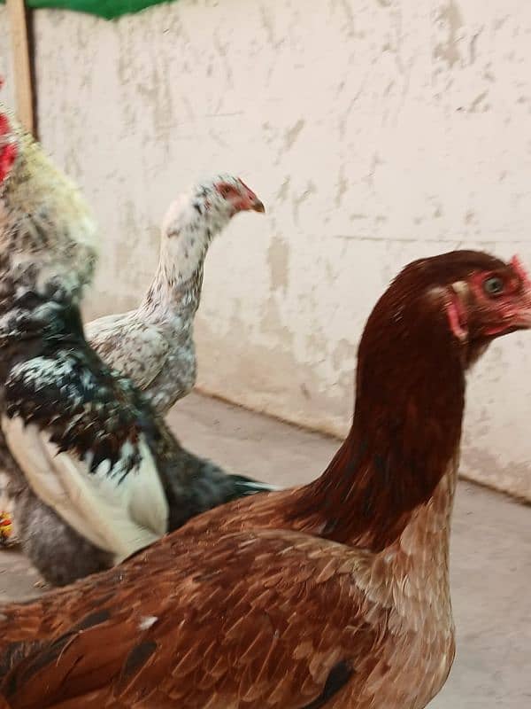 5 female for sale On egg laying asel 11