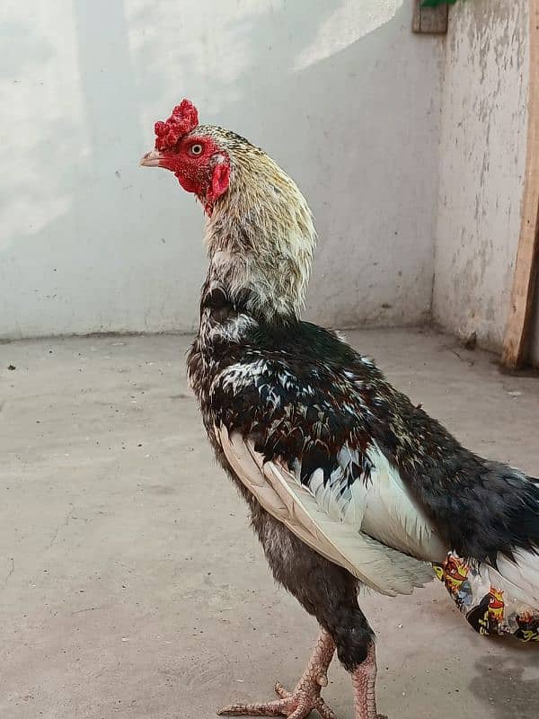 5 female for sale On egg laying asel 12