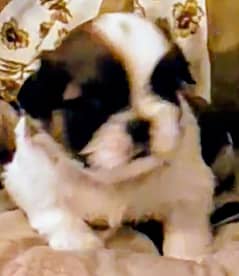 ShihTzu / Shih Tzu / Shitzu Pedigreed Puppies for sale