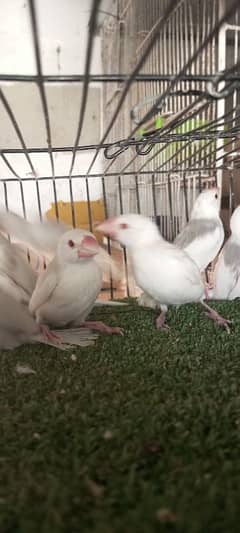 Albino red aye java