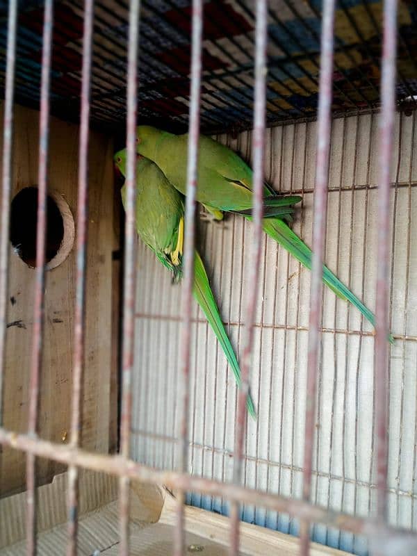 I'm selling my Ringneck pair with box urgently 1