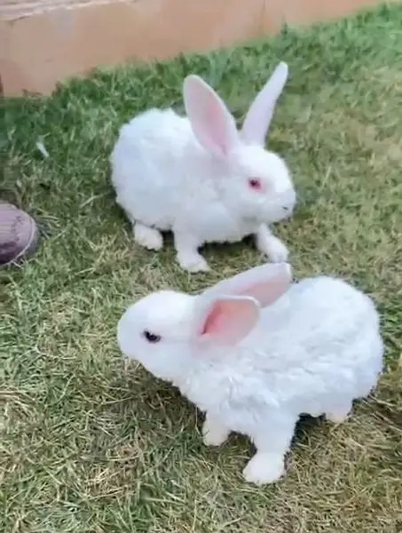 | Rabbit | bunny | Holland | Netherlands | Hottot |All Breed For Sale — photo 8