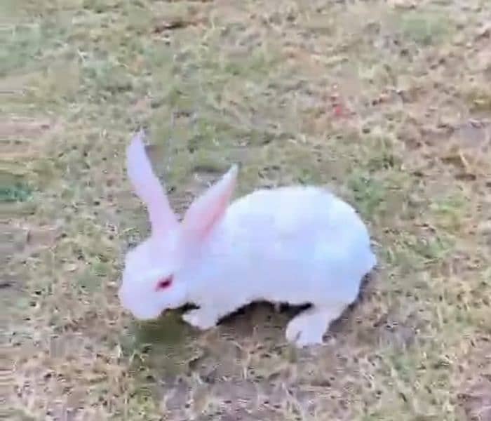 | Rabbit | bunny | Holland loop And Netherlands draft bunny  For Sale 18