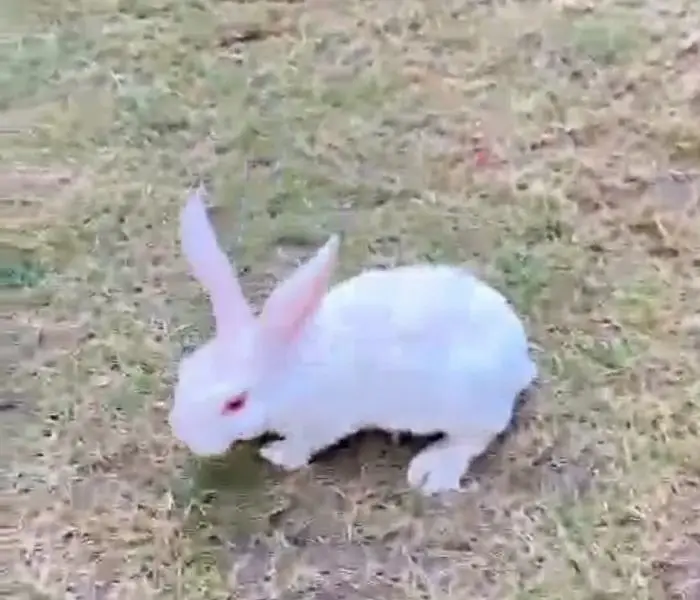 | Rabbit | bunny | Holland | Netherlands | Hottot |All Breed For Sale — photo 9