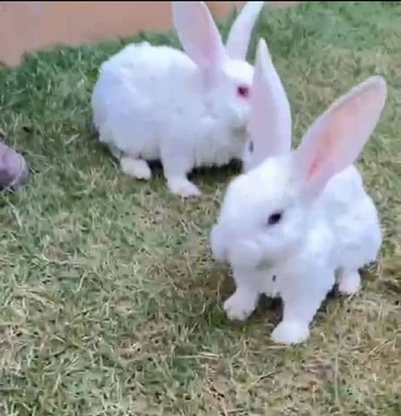 | Rabbit | bunny | Holland loop And Netherlands draft bunny  For Sale 19