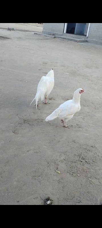 white aseel pair 2