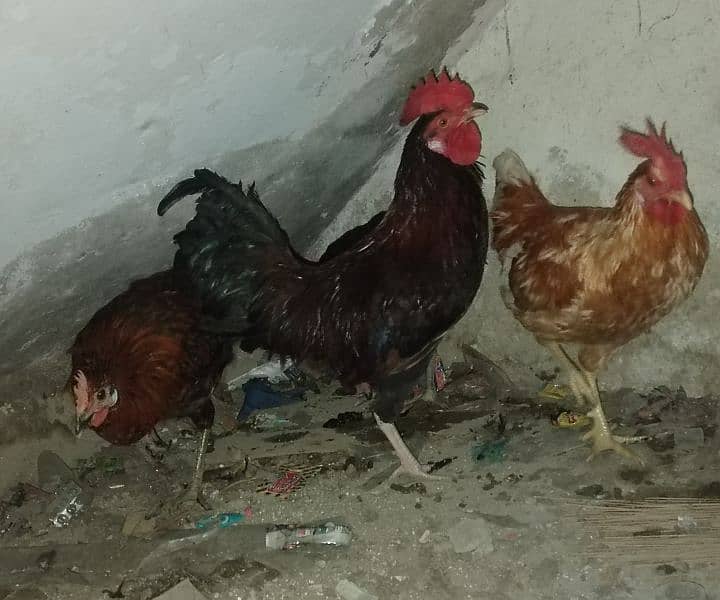 desi hens 0