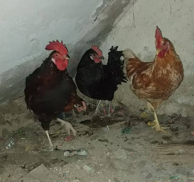 desi hens 1