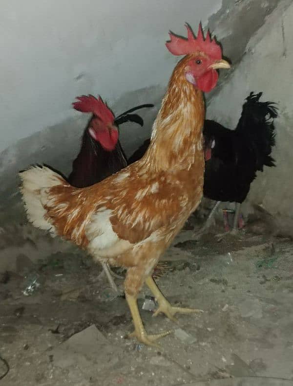 desi hens 2