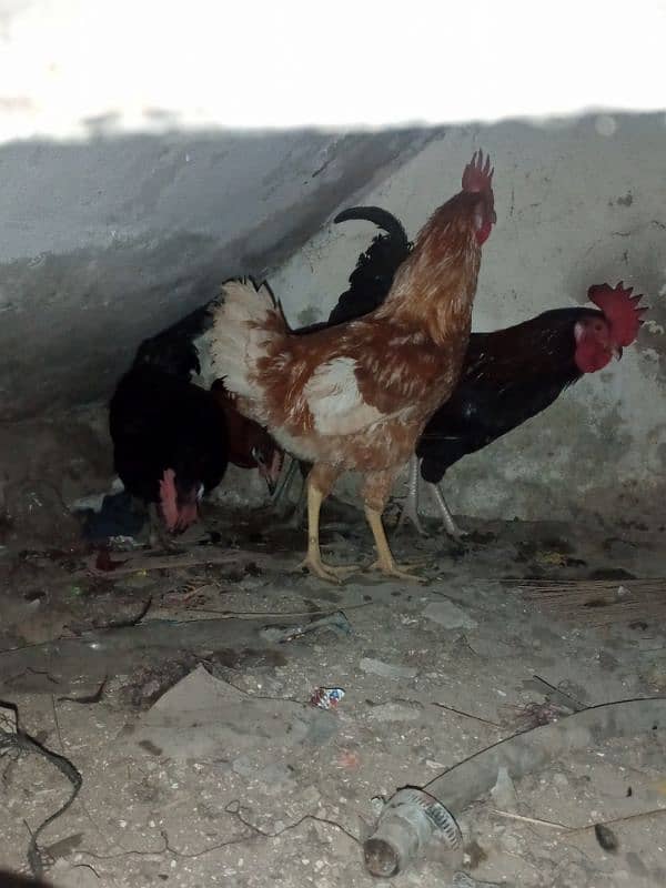 desi hens 3