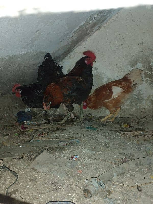 desi hens 4