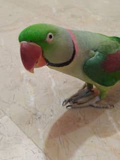 Pahari , ring neck , green parrot