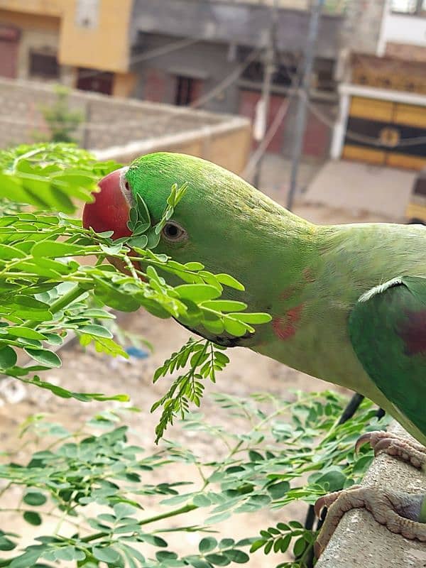 Pahari , ring neck , Pahari tota 3