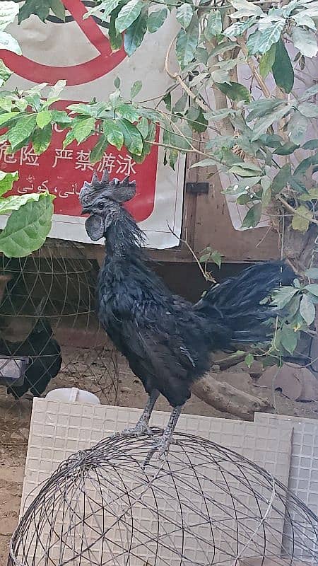 Ayam Cemani Pure Black Tongue 10