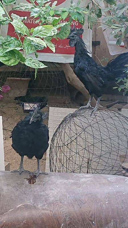 Ayam Cemani Pure Black Tongue 11