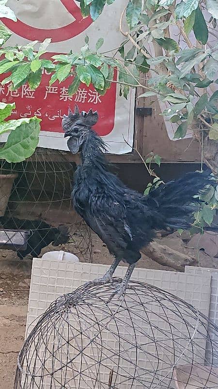 Ayam Cemani Pure Black Tongue 12