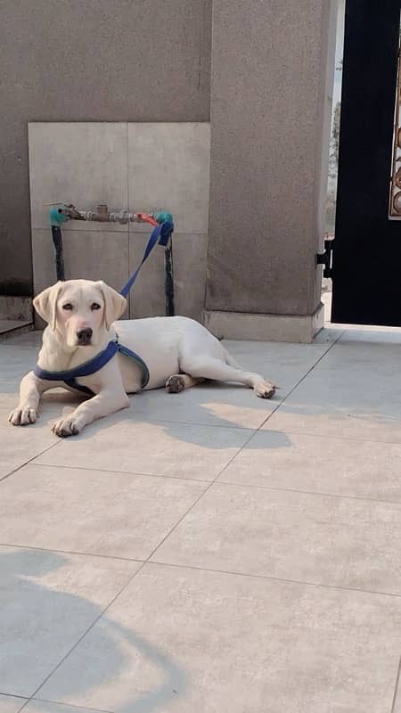 British labra female fully vaccinated 0