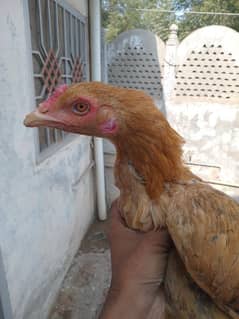 Aseel Hen For Sale