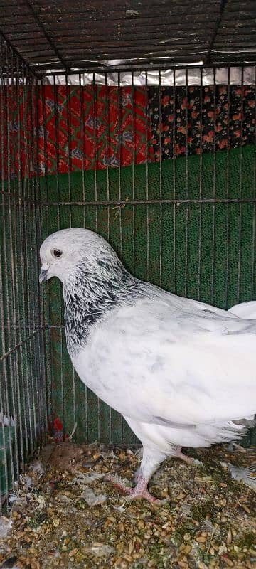 big size bajra kabutar Male 13