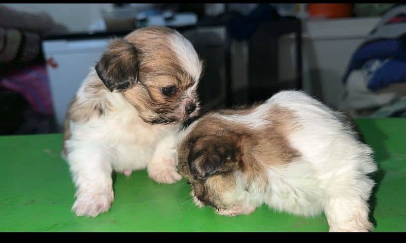 dog pair n puppy for sale 0