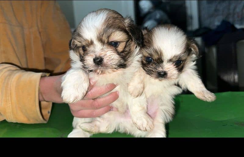 dog pair n puppy for sale 1