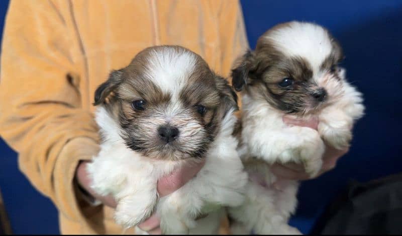 dog pair n puppy for sale 2