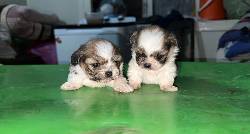 dog pair n puppy for sale 5