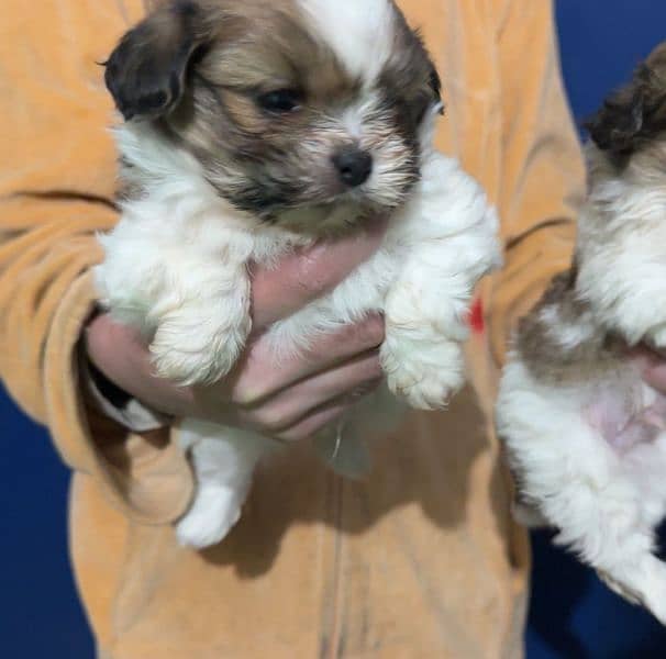 dog pair n puppy for sale 6