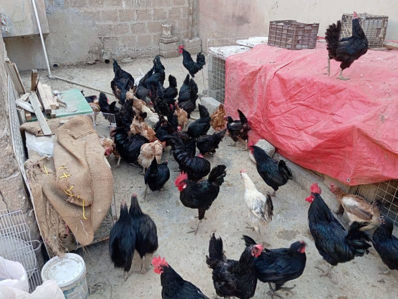 Australorp and misri 30 females available 0