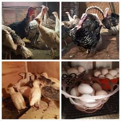 All age Turkey Birds Available