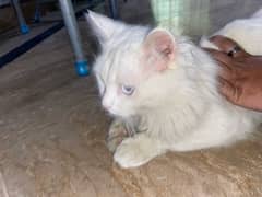 persion cat for sell