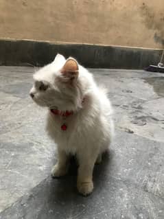 Persian Cat Litter Trained Friendly