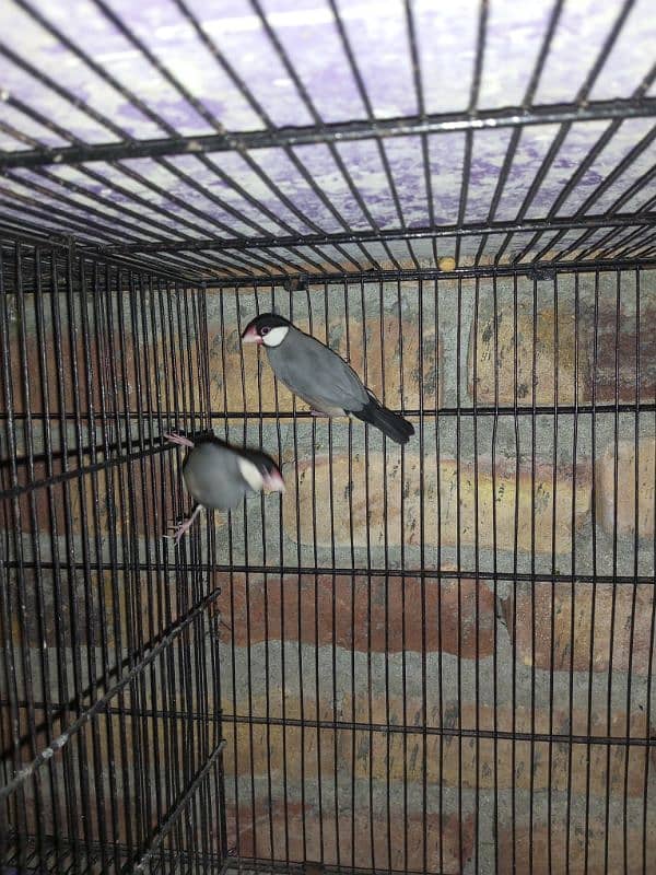 Gray Java Finches 2