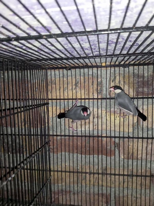 Gray Java Finches 4